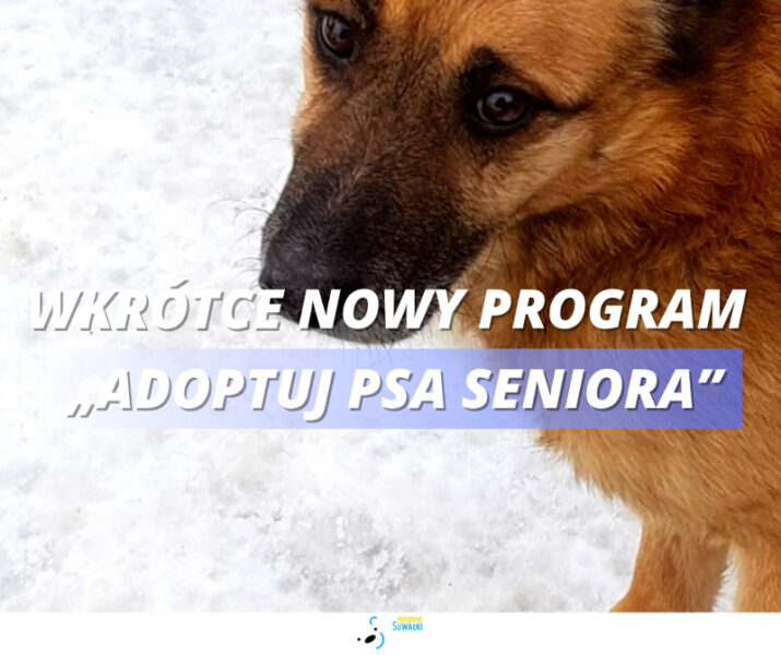 Miasto wesprze adopcję psów ze schroniska