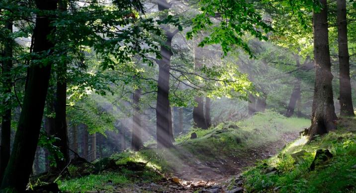 Lasy wokół Suwałk – są konsultacje społeczne