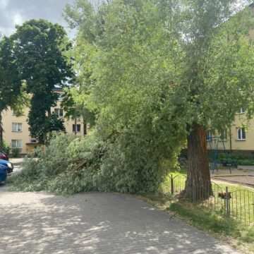 Wichura łamie drzewa