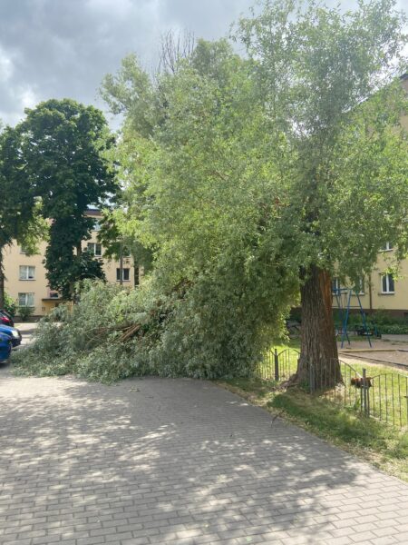 Wichura łamie drzewa