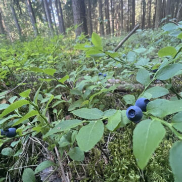OSZUSTWO PRZY ZAKUPIE JAGÓD, MALIN I NABIAŁU