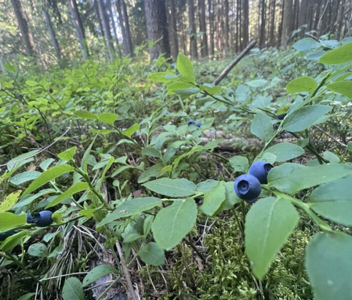 OSZUSTWO PRZY ZAKUPIE JAGÓD, MALIN I NABIAŁU