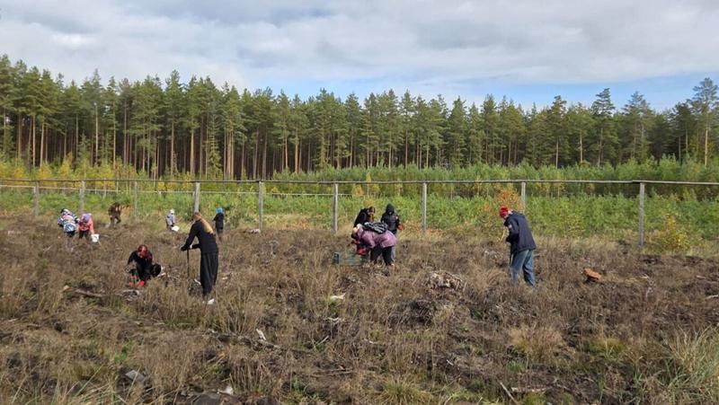 Drzewo za drzwi 2025