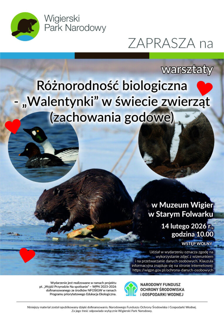 Warsztaty na temat Różnorodności biologicznej – „Walentynki” w świecie zwierząt (zachowania godowe)