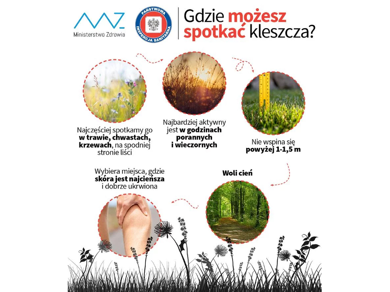 Znaczny wzrost zachorowań na boreliozę