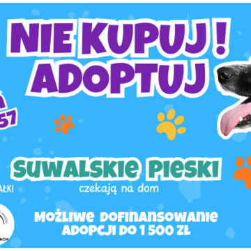 1500 zł wsparcia na adopcję psa seniora z suwalskiego schroniska