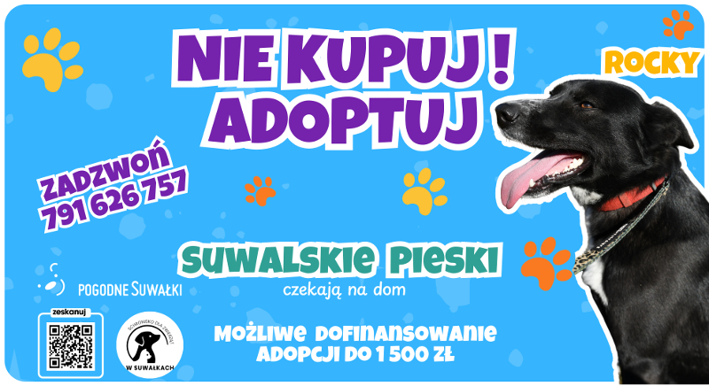 1500 zł wsparcia na adopcję psa seniora z suwalskiego schroniska