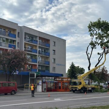 W trosce o bezpieczeństwo usunięto drzewo