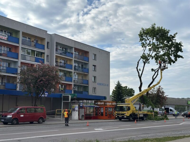 W trosce o bezpieczeństwo usunięto drzewo