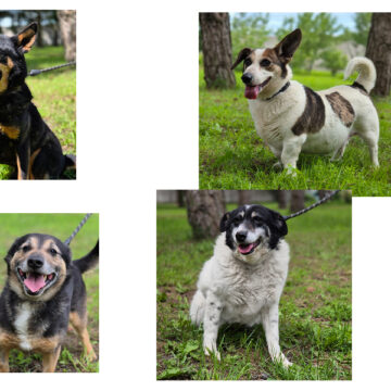 Nie kupuj! Adoptuj psa!